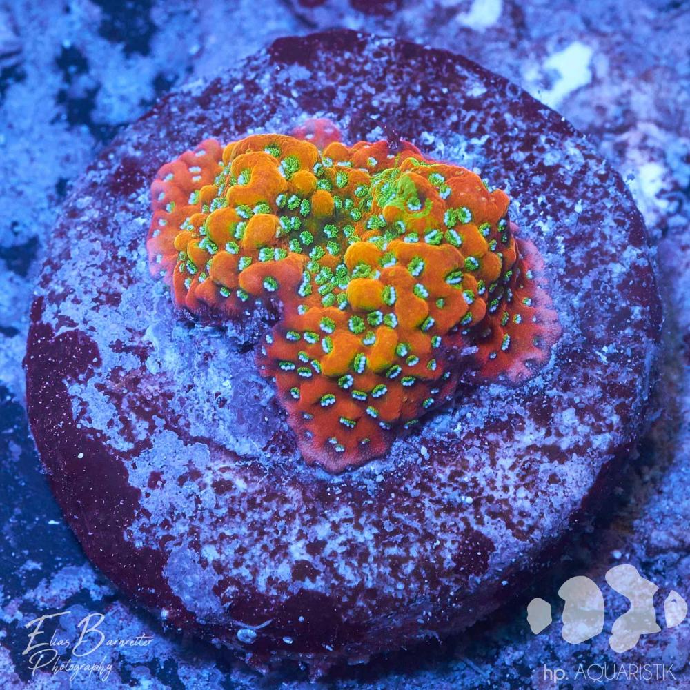 Montipora Gold Rush Premium